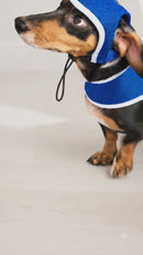 Kit Brasil Coleira Peitoral e boné pet Ajustável Para Cachorro e Gato Com Guia